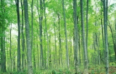 绿树绿色树林图片