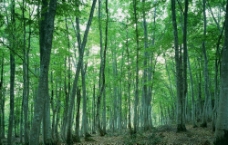 树林素材图片