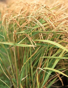 水稻 稻谷 稻穗图片