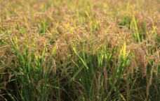水稻 稻谷 稻穗图片