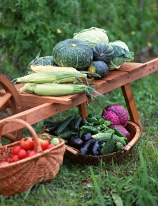 田间蔬菜图片