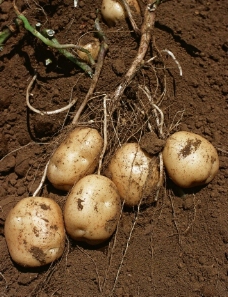 地里的土豆图片