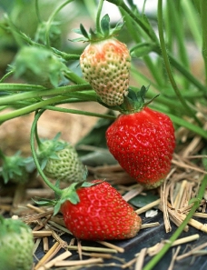 田间的草莓图片