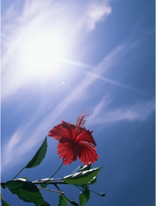 阳光下的红花图片