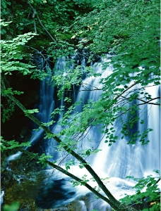 森林瀑布图片