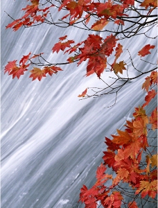 红枫叶 瀑布图片
