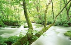 林间小溪图片