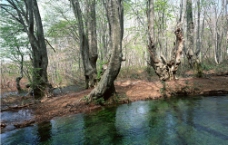 树林流水图片