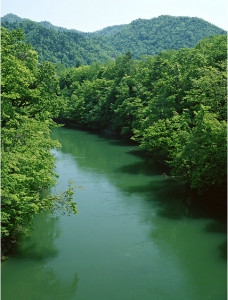 树林间溪流图片