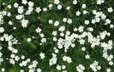 白色小花朵图片