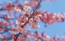 树上的梅花图片
