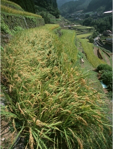 梯田水稻图片