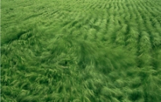 风中的稻田图片