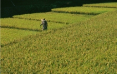 稻田农民图片