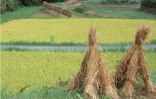 稻田稻草图片