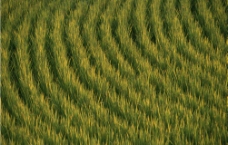 田间水稻图片