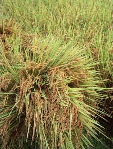 水稻稻穗图片