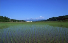 田园稻田图片