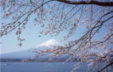 富士山 樱花图片