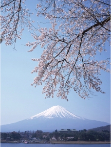 樱花 富士山图片