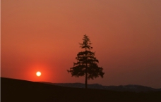 夕阳下树木图片