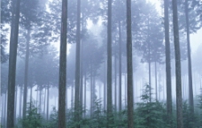 树林树木图片