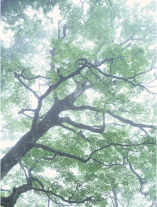 阳光下树木图片