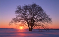 夕阳雪地树木图片