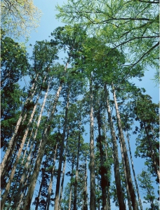 树林树木图片