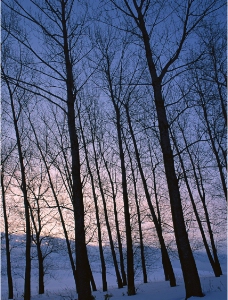 雪地树林图片