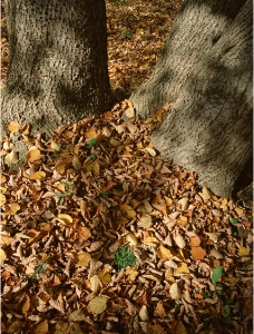 树根树叶图片