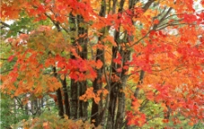 秋天的树林图片