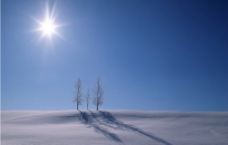 阳光雪地树木图片