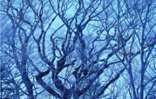 黄昏树木图片