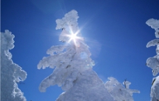 阳光下冰雪树木图片