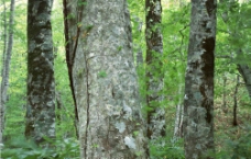树木树林图片
