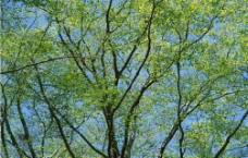 树木树叶图片
