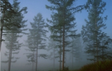 林间云雾图片