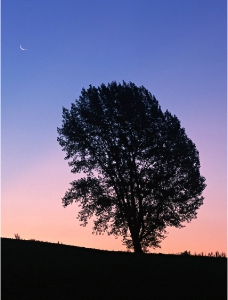 月亮下树木图片