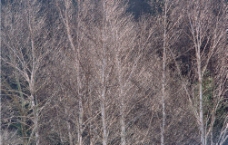 冰雪树木图片