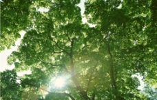 阳光树木图片