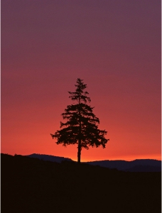 夕阳下树木图片