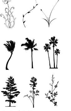黑白植物图片