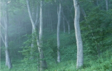 树林云雾图片
