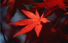 红枫树叶图片