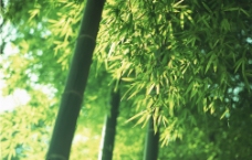 竹子竹叶图片