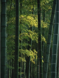 竹子的图片