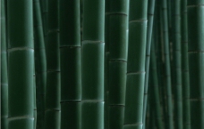 竹子素材图片