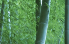 竹子竹叶图片