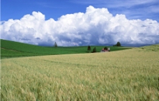 农场麦穗图片